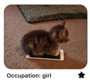 a kitty sitting on a phone. under the image reads occupation: girl